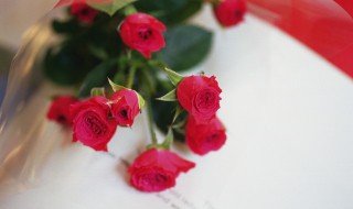 玫瑰花老桩要怎么种 玫瑰花老桩要怎么种植才能生根