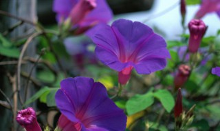 矮牵牛花种子播种方法 矮牵牛播种时间和方法