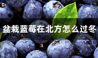 北方种植蓝莓怎么越冬（北方蓝莓越冬的最新方法）