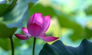 保护花的方法是什么 怎样保护花草树木的句子