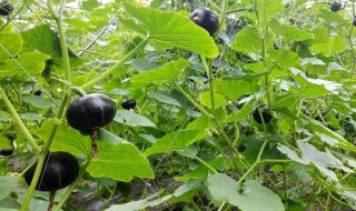 板栗南瓜怎么种植方法 板栗南瓜怎么种植方法视频