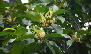白兰树的种植方法（白兰树的种植方法视频）
