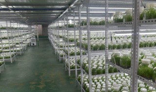白芨培养基的制作方法 白芨培养基的制作方法和配方