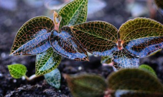 金线莲种植方法 金线莲种植方法和条件