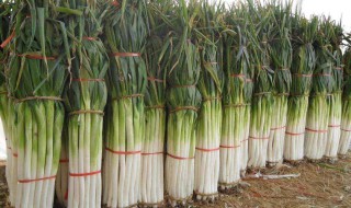 大葱种植时间和方法（大葱种植时间和种植方法介绍）
