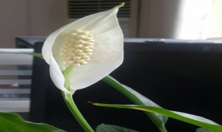一帆风顺的养殖方法和注意事项 一帆风顺的养殖方法和注意事项 盆栽