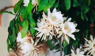 昙花的养殖方法和注意事项 昙花的养殖方法和注意事项换盆