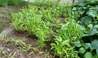 白莱种植方法 白莱种植方法和管理