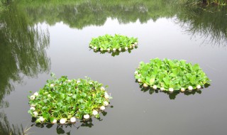 浮岛种植方法与技巧 浮岛作用