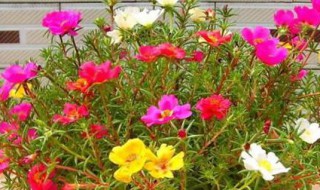 室内太阳花种植方法（室内太阳花怎么养）