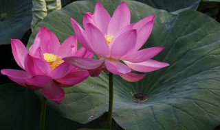 鱼塘水芙蓉怎么处理 鱼塘可以放水芙蓉吗
