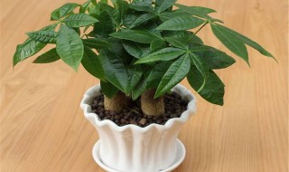发财树养植的方法 发财树养植的方法有哪些