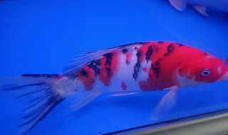 锦鲤死了怎么处理鱼缸（锦鲤鱼死了对家庭什么征兆）