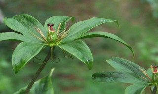 七叶一枝的种植方法 七叶一枝花的种植方法及土质