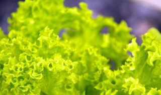 泡沫箱种生菜的方法（泡沫箱种生菜盖盖子吗）