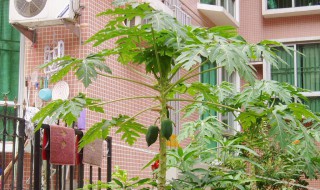 家庭种植木瓜的方法（如何种植木瓜）