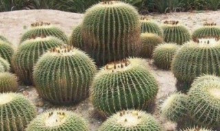 仙人球种植方法要点 仙人球种植要点技巧