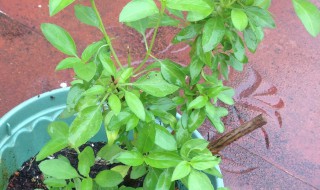 金不换盆栽种植方法（金不换盆景怎样养殖）