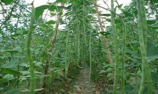 黄金钩豆角的种植方法（黄金钩豆角的种植方法和时间）
