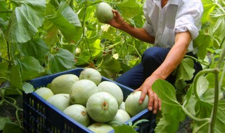 甜瓜小苗期施肥方法（甜瓜育苗期怎样施肥）