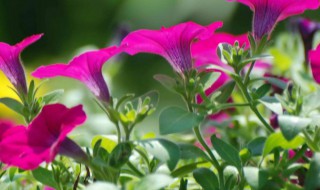 矮牵牛花长虫子怎么处理 矮牵牛花长蚜虫了怎么办