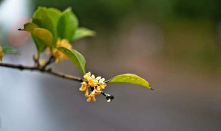 桂花花语（桂花花语和寓意）
