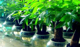 财位放什么植物最招财 家中财位放什么植物最招财
