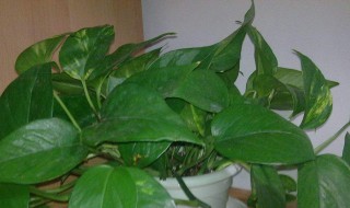 植物营养液如何使用 植物营养液如何使用可以生根