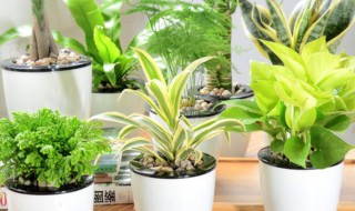 卧室放什么植物好（学生卧室放什么植物好）