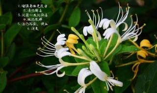 金银花蒸好还是不蒸好（新鲜金银花蒸好还是不蒸好）
