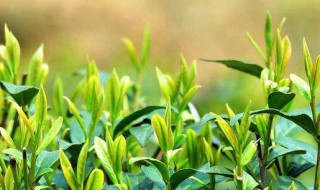 过期茶叶的八大妙用 过期茶叶的用途有哪些