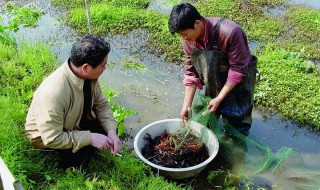 小龙虾养殖方法和环境 小龙虾养殖方法和环境视频