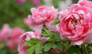 牡丹花有白虫怎么处理（牡丹花有白虫怎么处理视频）