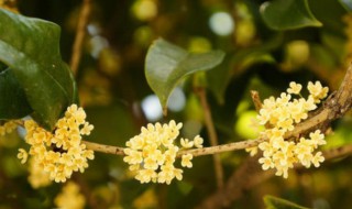 桂花什么季节开 桂花什么季节开的几月份开的