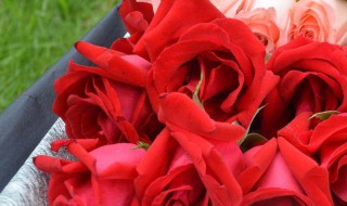19朵粉色玫瑰花代表什么意思（19朵玫瑰适合送什么人）
