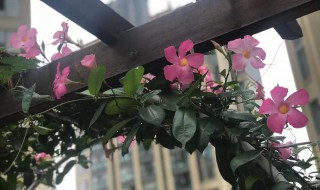 飘香藤的养殖方法和注意事项（飘香藤的养殖方法和注意事项一年开几次花）
