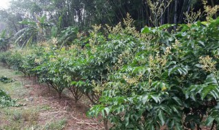 鸡心果树的栽培方法 鸡心果树的栽培方法视频