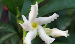 风车茉莉的养殖方法 风车茉莉的养殖方法和注意事项有哪些