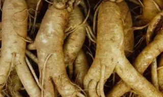 人参的作用与功效及食用方法 人参的作用与功效及食用方法及禁忌