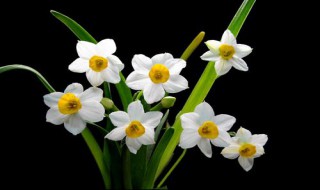 水仙花水培养殖方法（水仙花水培养殖方法和注意事项）