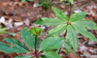 七叶一枝花的种植方法 七叶一枝花的种植方法是什么中