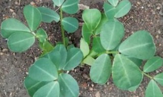 怎样种花生（怎样种花生才能高产）