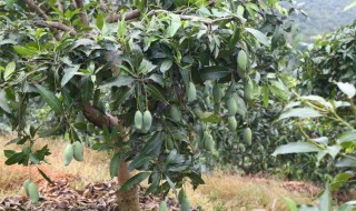 芒果种子盆栽种植方法（芒果种子盆栽种植方法图片）