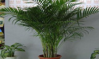 夏威夷竹子的养殖方法和注意事项（夏威夷竹子的养殖方法和注意事项 盆栽）