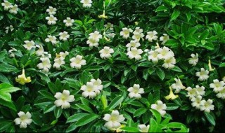 非洲茉莉的养殖方法和注意事项 非洲茉莉的养殖方法和注意事项多长时间开花