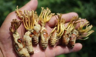 蝉花的食用方法 蝉花的食用方法及有毒吗