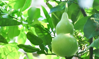 干葫芦籽怎么种植方法 干葫芦籽怎么种植方法图解