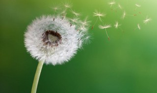 传播种子的方法有哪些（植物传播种子的方法有哪些）