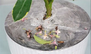金边瑞香的养殖方法和注意事项（金边瑞香的养殖方法和注意事项视频）