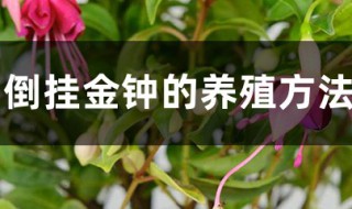 倒挂金钟的养殖方法和注意事项 倒挂金钟的养殖方法和注意事项 盆栽